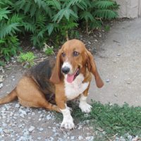 The Wood Hound - Community To Love Those Hound Dogs