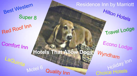 Hotels That Allow Dogs 